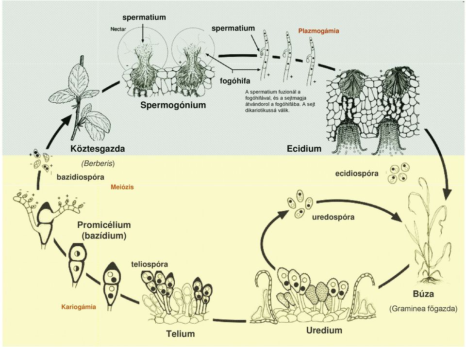 Köztesgazda (Berberis) bazidiospóra Meiózis Ecidium ecidiospóra Promicélium