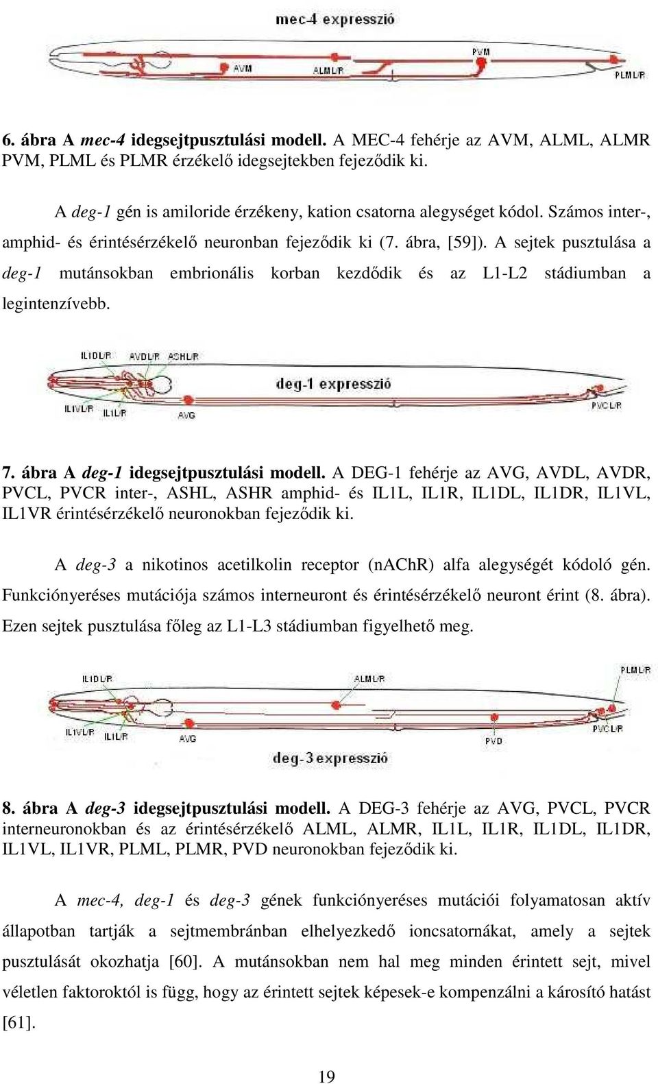 A sejtek pusztulása a deg-1 mutánsokban embrionális korban kezdıdik és az L1-L2 stádiumban a legintenzívebb. 7. ábra A deg-1 idegsejtpusztulási modell.