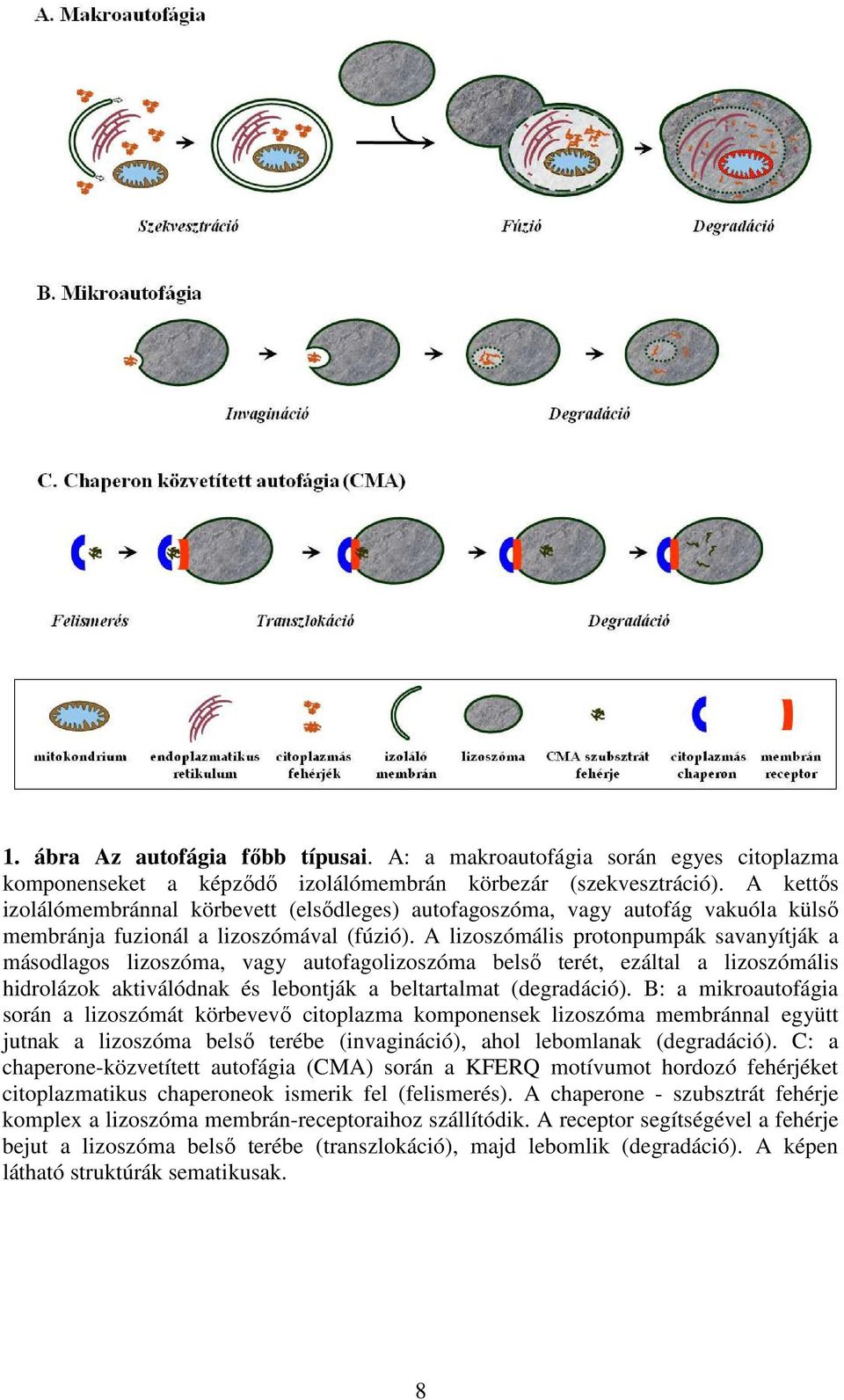 A lizoszómális protonpumpák savanyítják a másodlagos lizoszóma, vagy autofagolizoszóma belsı terét, ezáltal a lizoszómális hidrolázok aktiválódnak és lebontják a beltartalmat (degradáció).