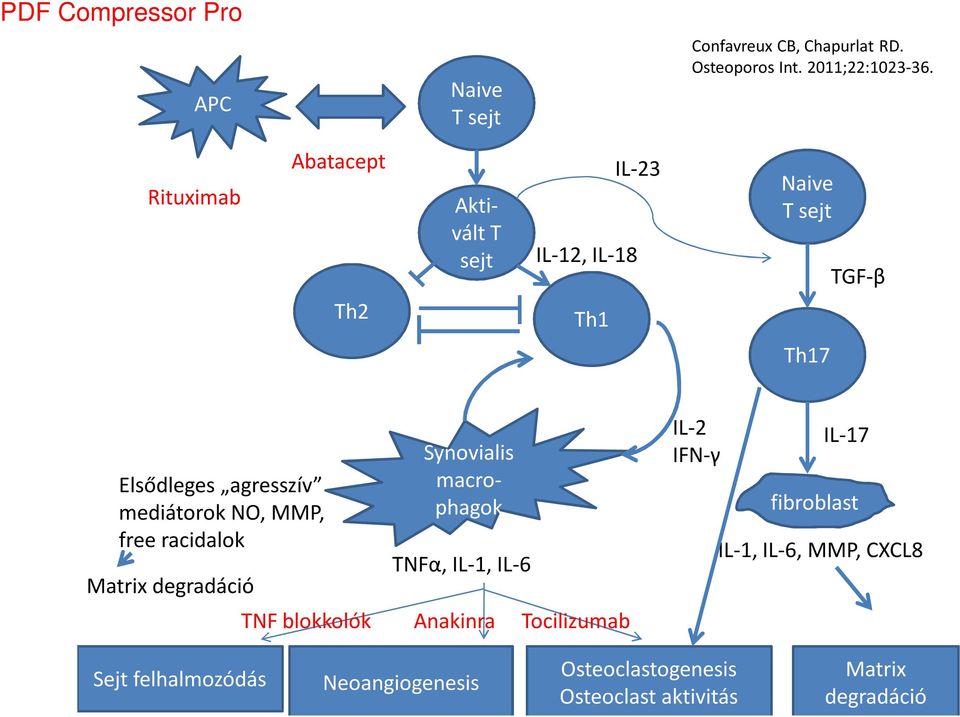 mediátorok NO, MMP, free racidalok Matrix degradáció Synovialis macrophagok TNFα, IL-1, IL-6 TNF blokkolók