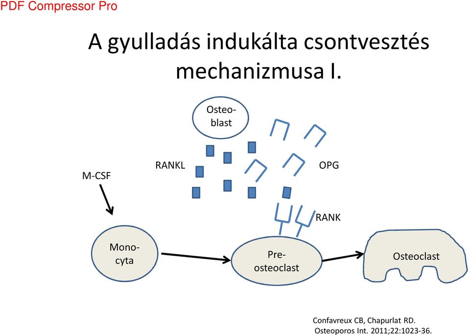 M-CSF RANKL OPG RANK Preosteoclast Monocyta