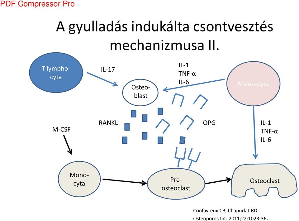 M-CSF RANKL OPG IL-1 TNF-α IL-6 Preosteoclast Monocyta
