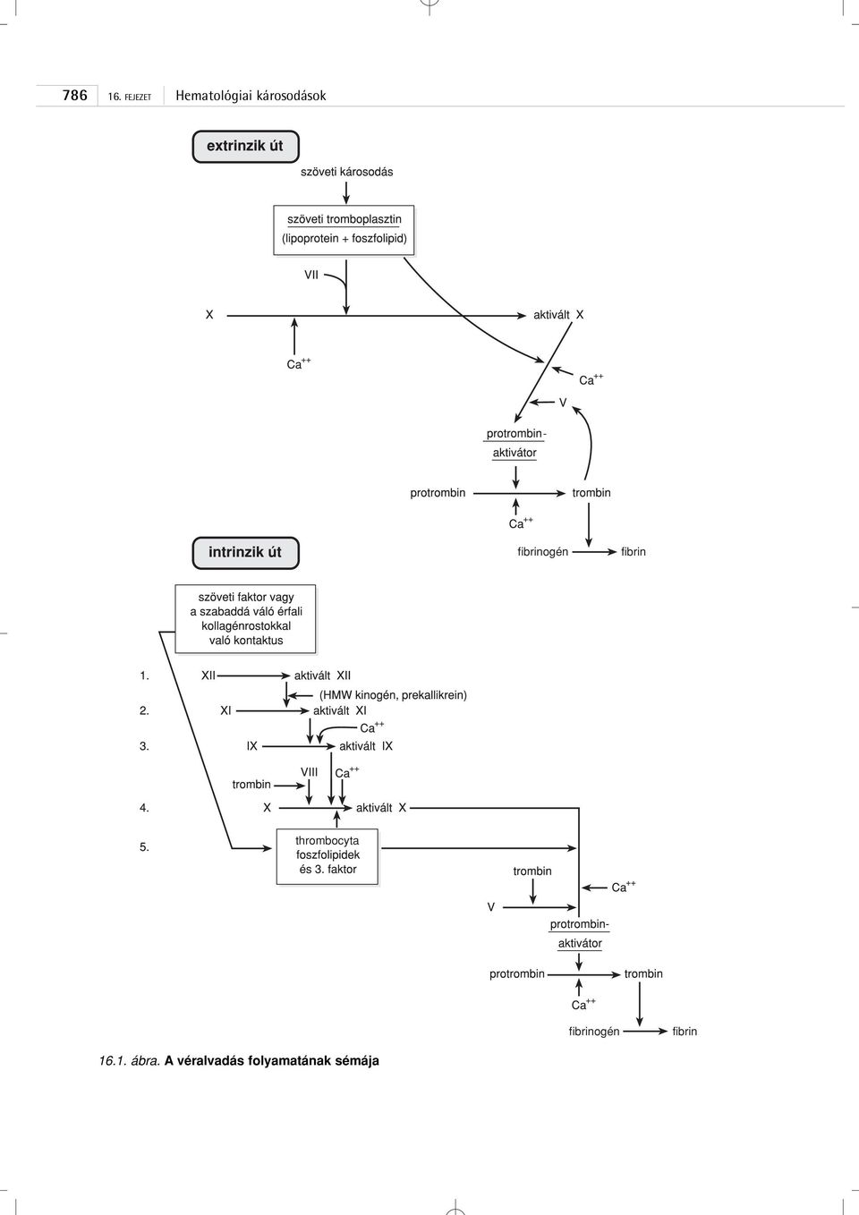 - fibrinogén fibrin thrombocyta