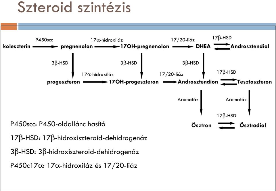 Androsztendion Tesztoszteron Aromatáz Aromatáz P450scc: P450-oldallánc hasító Ösztron 17β-HSD Ösztradiol