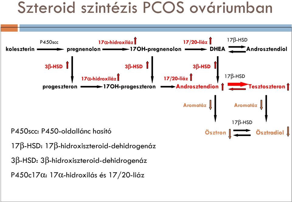 liáz Androsztendion 17β-HSD Tesztoszteron Aromatáz Aromatáz P450scc: P450-oldallánc hasító Ösztron 17β-HSD Ösztradiol