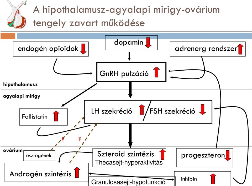 pulzáció LH szekréció FSH szekréció?