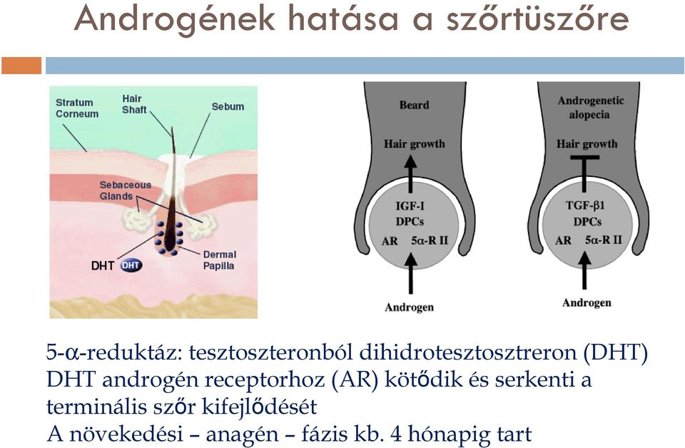 androgén receptorhoz (AR) kötődik és serkenti a