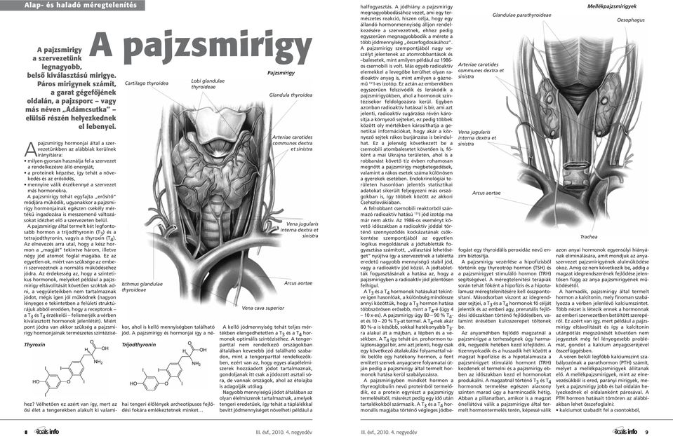 Thyroxin A pajzsmirigy Cartilago thyroidea Isthmus glandulae thyroideae Trijodthyronin Lobi glandulae thyroideae Apajzsmirigy hormonjai által a szervezetünkben az alábbiak kerülnek irányításra: