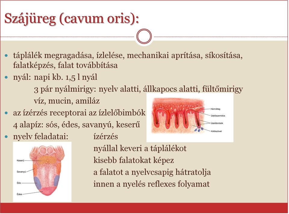 1,5 l nyál 3 pár nyálmirigy: nyelv alatti, állkapocs alatti, fültőmirigy víz, mucin, amiláz az ízérzés