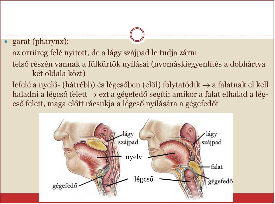 légcsőben (elöl) folytatódik a falatnak el kell haladni a légcső felett ezt a gégefedő segíti: