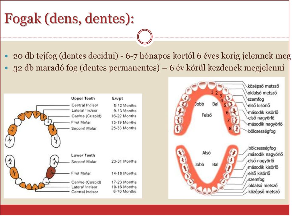 éves korig jelennek meg 32 db maradó fog