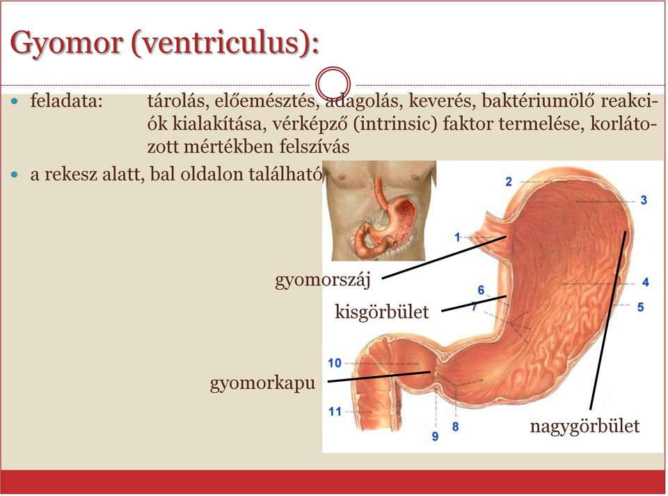 faktor termelése, korlátozott mértékben felszívás a rekesz alatt,