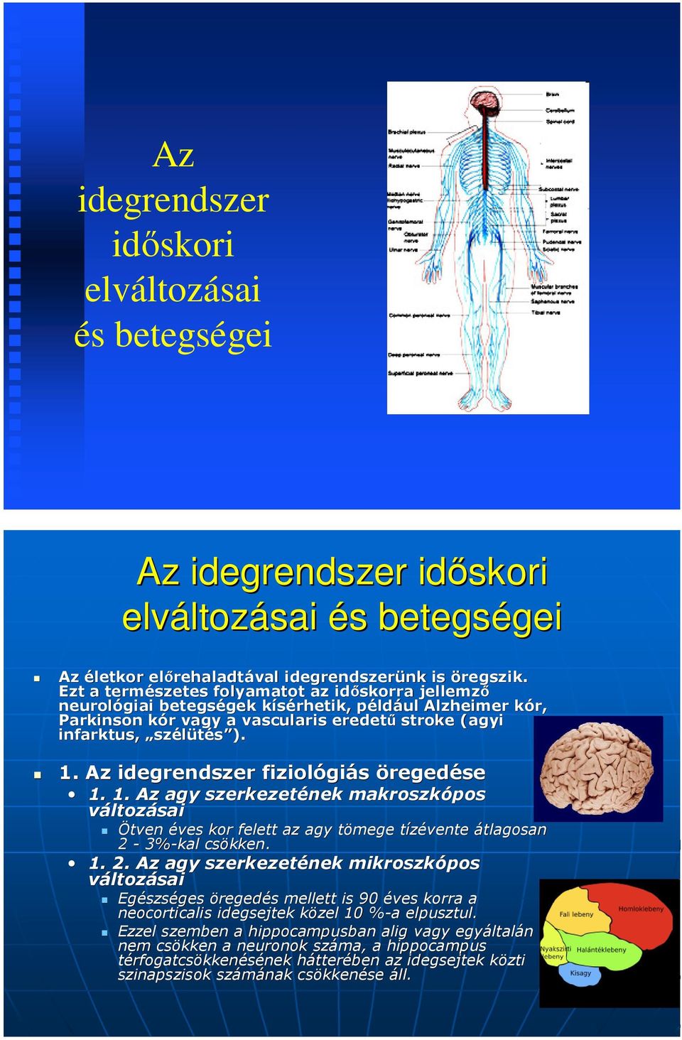 Az idegrendszer fiziológi giás öregede 1. 1. Az agy szerkezetének makroszkópos vá Ötven éves kor felett az agy tömege t tízévente t átlagosan 2-