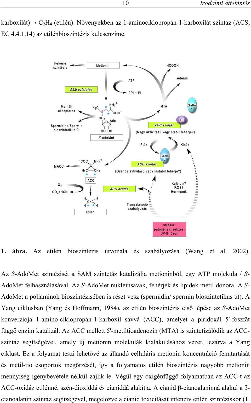Az S-AdoMet nukleinsavak, fehérjék és lipidek metil donora. A S- AdoMet a poliaminok bioszintézisében is részt vesz (spermidin/ spermin bioszintetikus út).