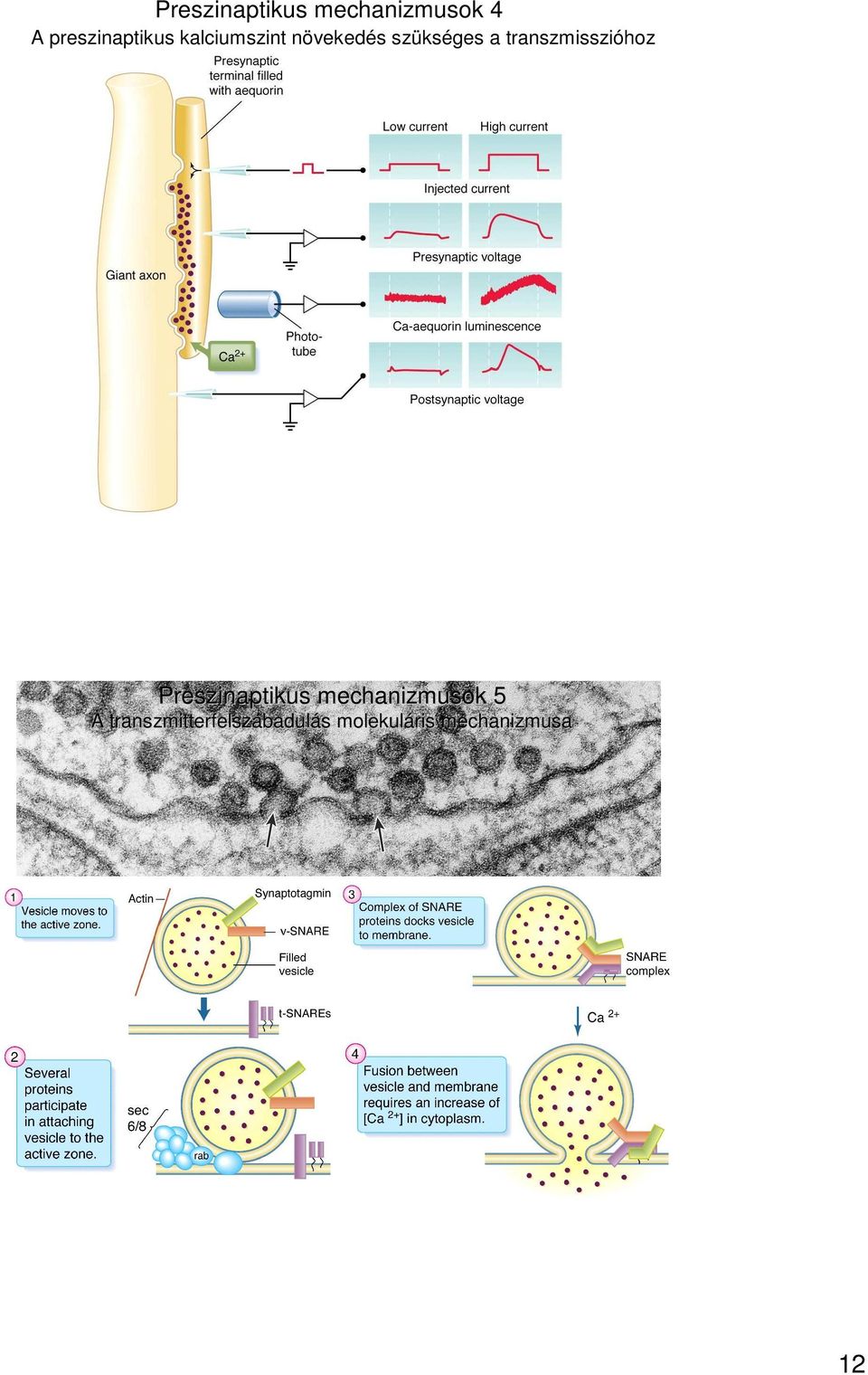 szükséges a transzmisszióhoz Preszinaptikus