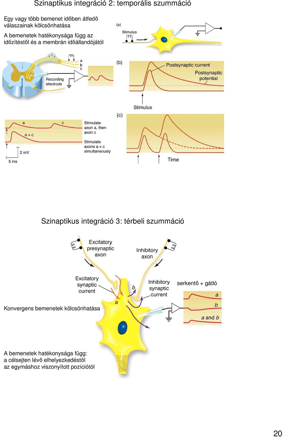 Szinaptikus integráció 3: térbeli szummáció serkentő + gátló Konvergens bemenetek kölcsönhatása