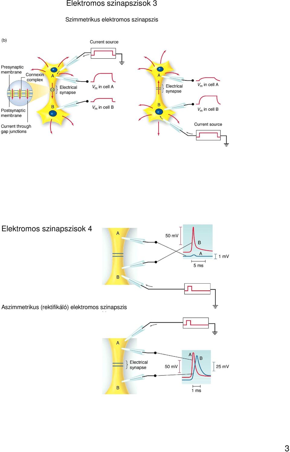 Elektromos szinapszisok 4