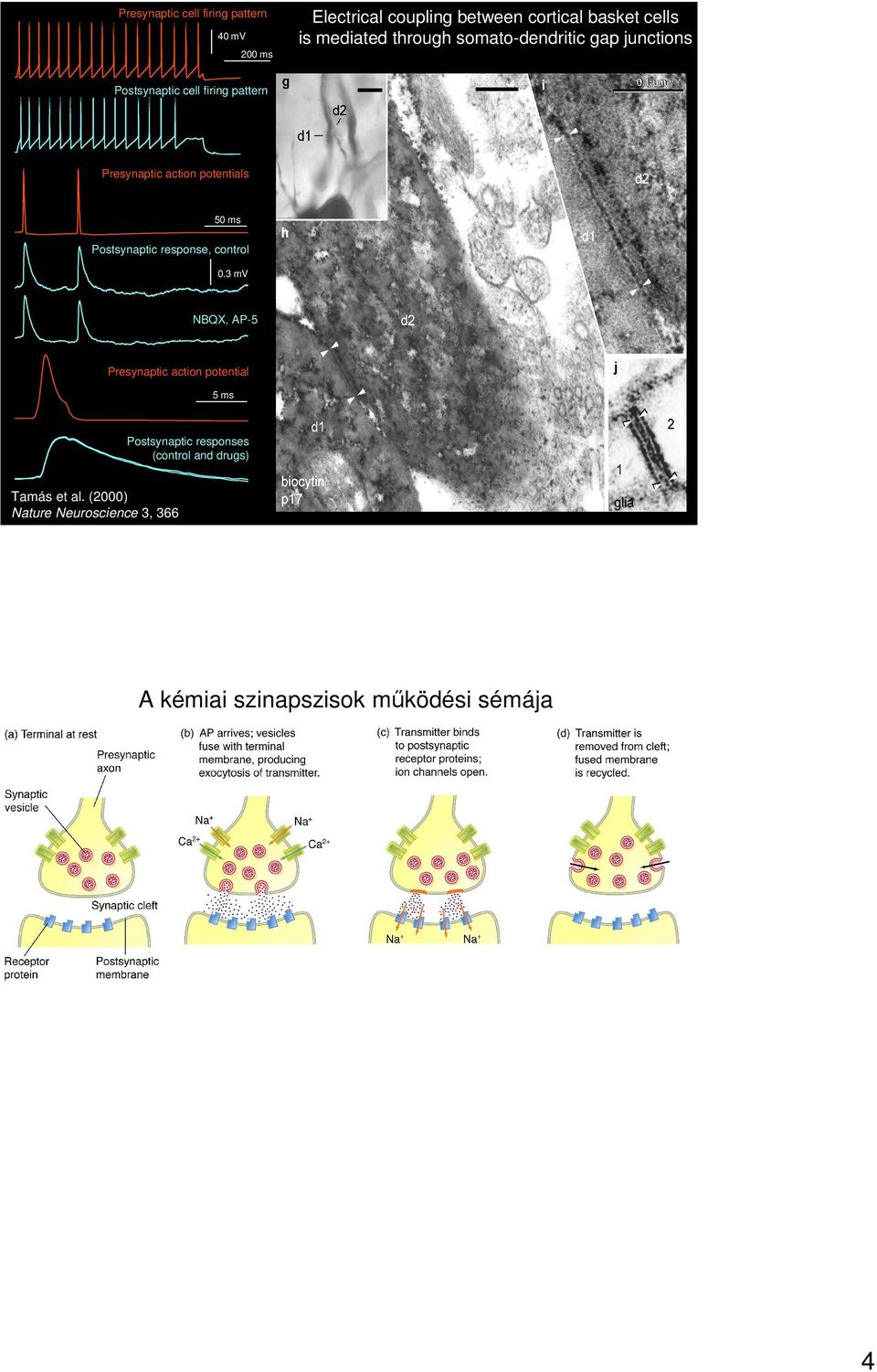 1 µm Presynaptic action potentials 50 ms Postsynaptic response, control 0.