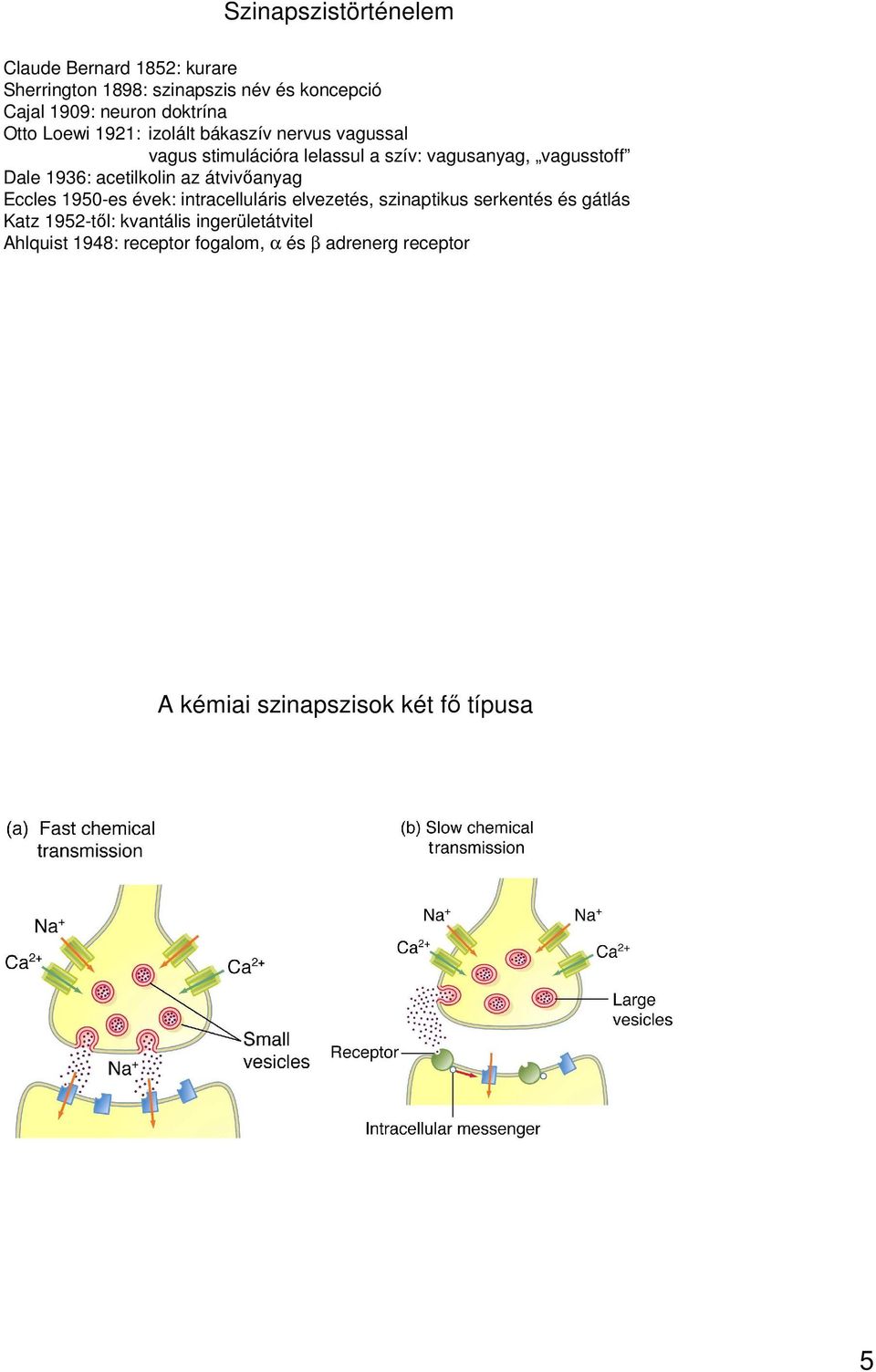 Dale 1936: acetilkolin az átvivőanyag Eccles 1950-es évek: intracelluláris elvezetés, szinaptikus serkentés és gátlás