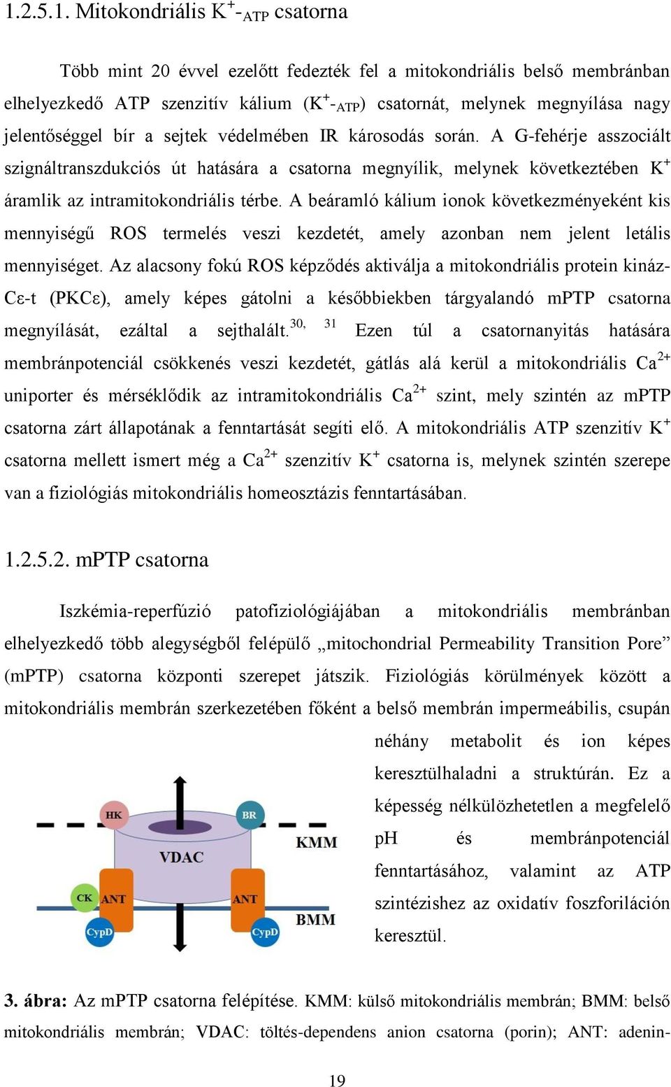 A beáramló kálium ionok következményeként kis mennyiségű ROS termelés veszi kezdetét, amely azonban nem jelent letális mennyiséget.