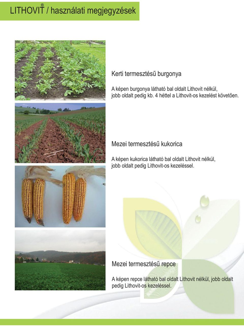 Mezei termesztésû kukorica A képen kukorica látható bal oldalt Lithovit nélkül, jobb oldalt pedig