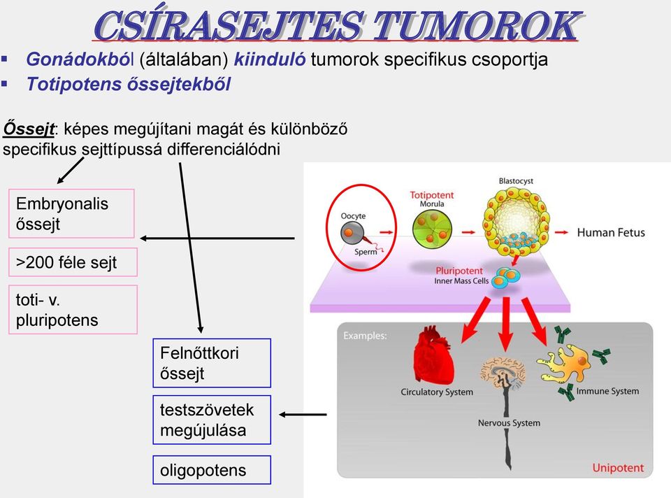 különböző specifikus sejttípussá differenciálódni Embryonalis őssejt >200