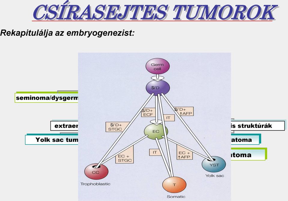 carcinoma S/ S/ extraembryonalis S/ struktúrák embryonalis