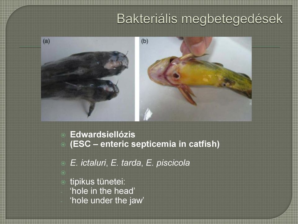 ictaluri, E. tarda, E.