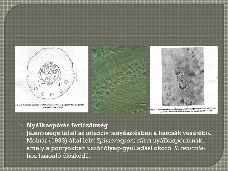 leírt Sphaerospora siluri nyálkaspórásnak, amely a