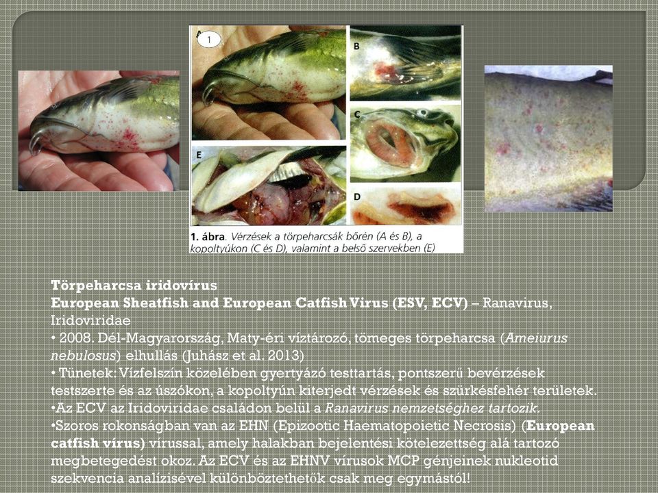 2013) Tünetek: Vízfelszín közelében gyertyázó testtartás, pontszerű bevérzések testszerte és az úszókon, a kopoltyún kiterjedt vérzések és szürkésfehér területek.