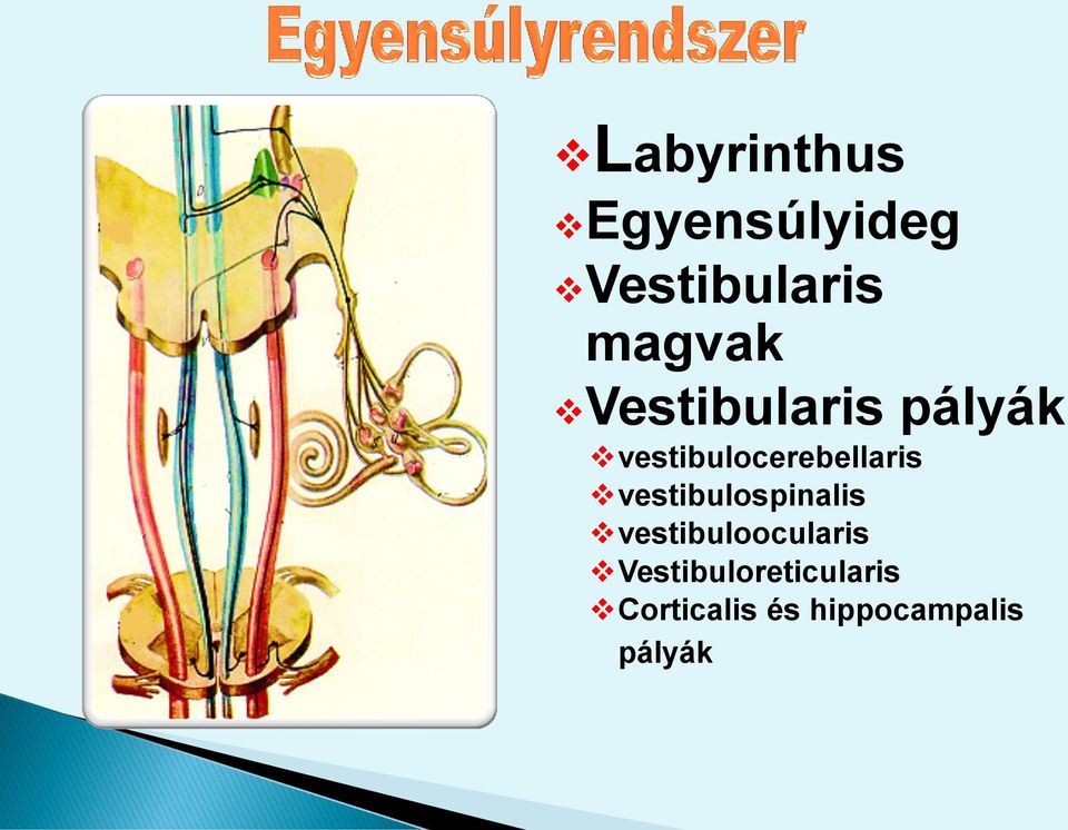 vestibulocerebellaris vestibulospinalis