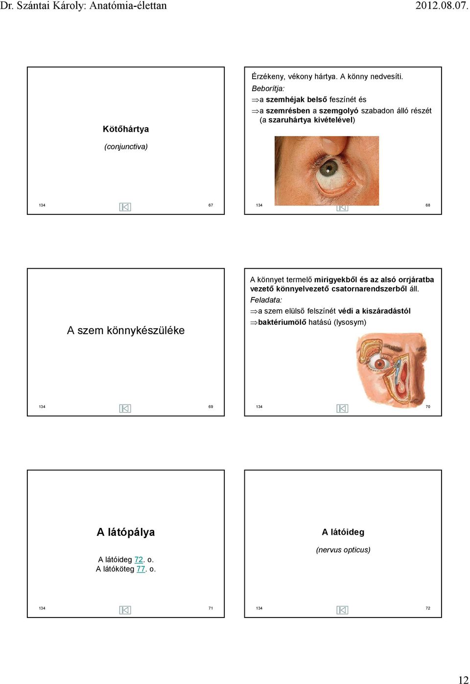 (conjunctiva) 134 67 134 68 A szem könnykészüléke A könnyet termelő mirigyekből és az alsó orrjáratba vezető könnyelvezető