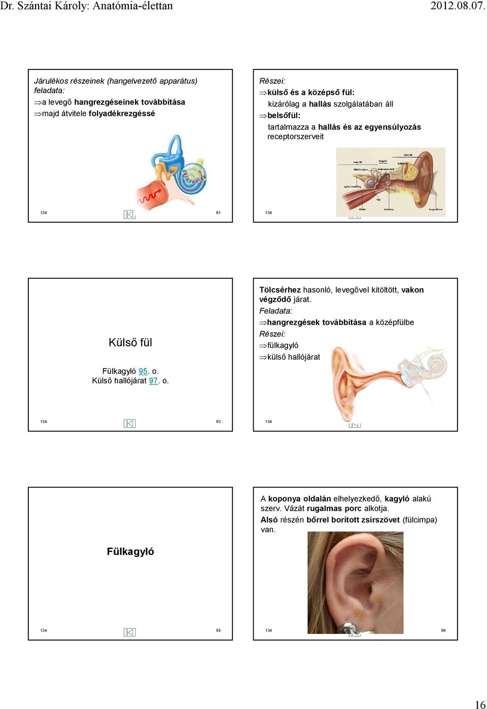 Külső hallójárat 97. o. Tölcsérhez hasonló, levegővel kitöltött, vakon végződő járat.