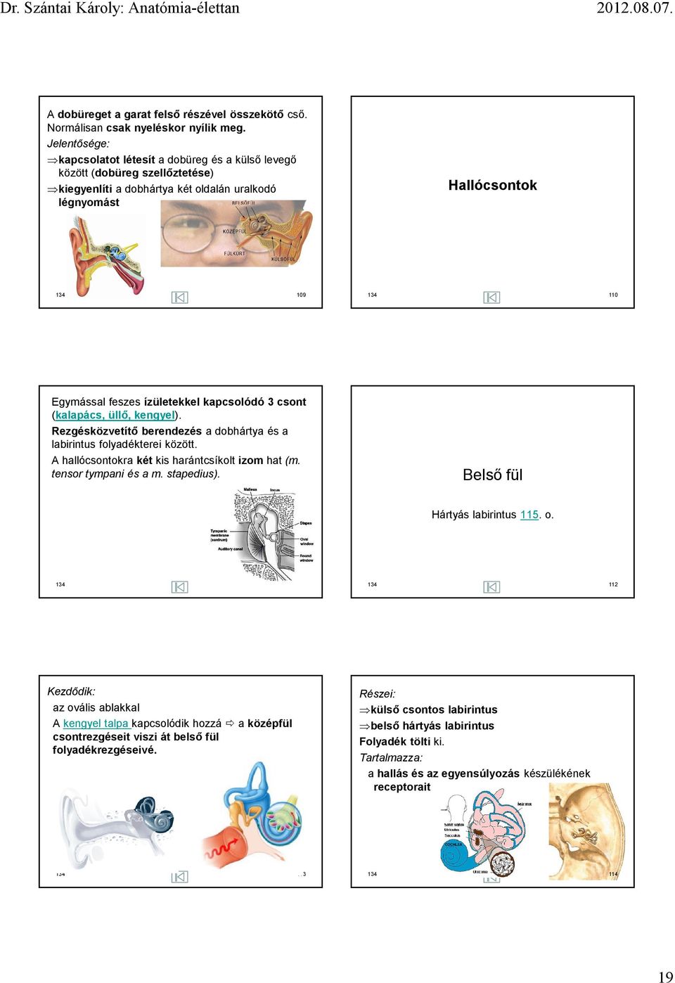 ízületekkel kapcsolódó 3 csont (kalapács, üllő, kengyel). Rezgésközvetítő berendezés a dobhártya és a labirintus folyadékterei között. A hallócsontokra két kis harántcsíkolt izom hat (m.