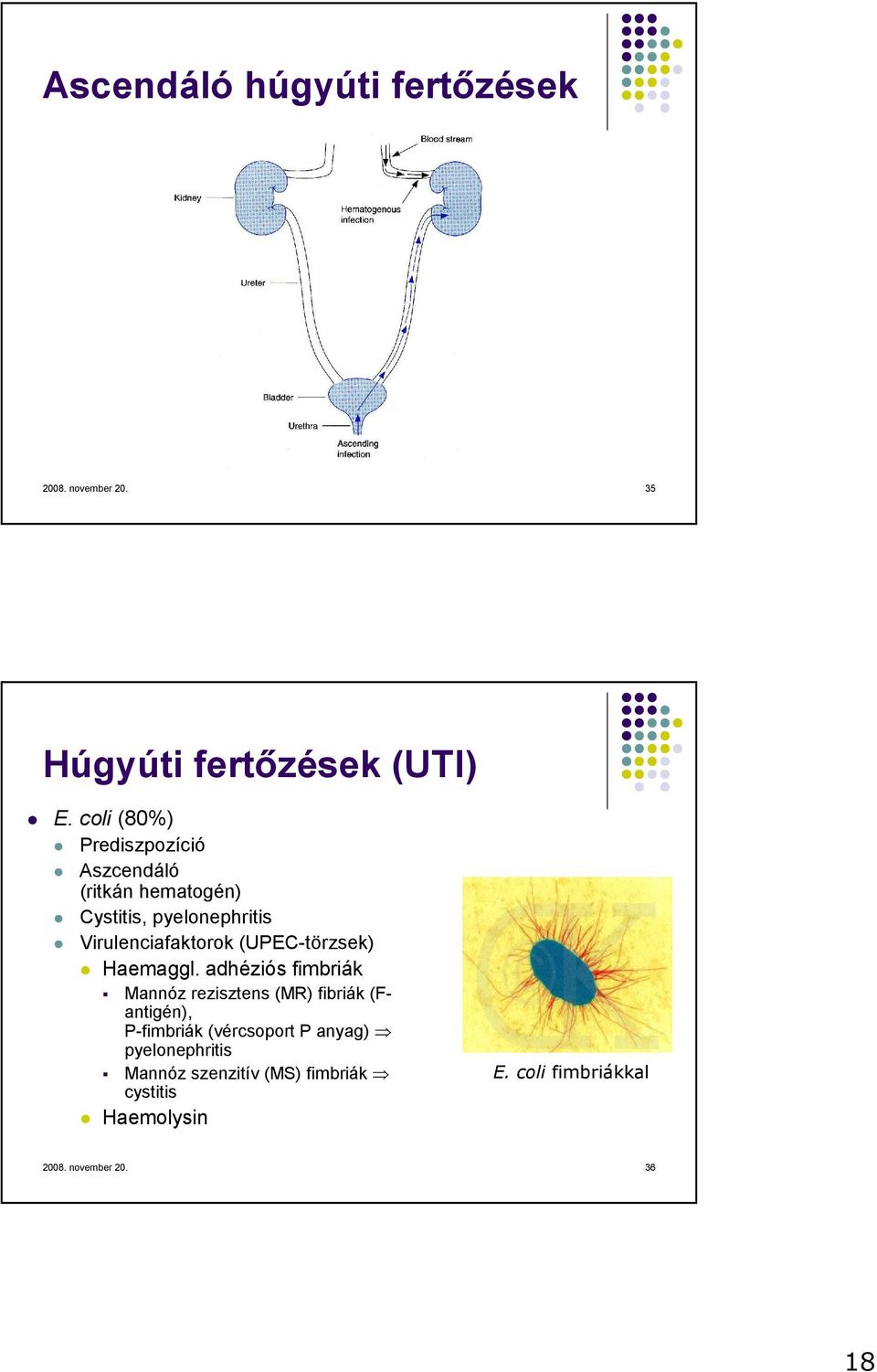 (UPEC-törzsek) Haemaggl.