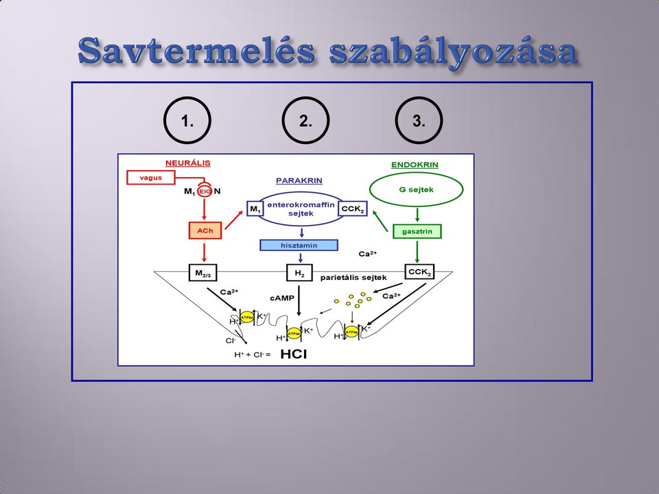 enterokromaffin sejtek CCK 2 ACh gasztrin hisztamin Ca 2+ M