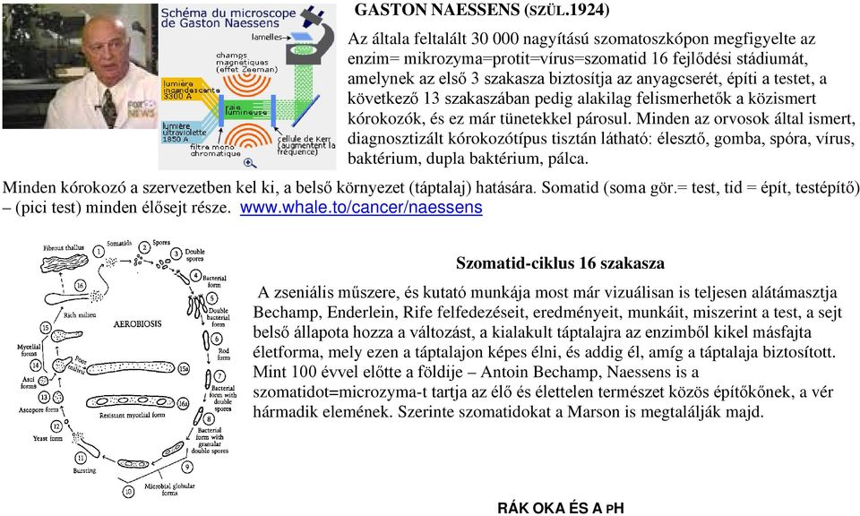 testet, a következő 13 szakaszában pedig alakilag felismerhetők a közismert kórokozók, és ez már tünetekkel párosul.