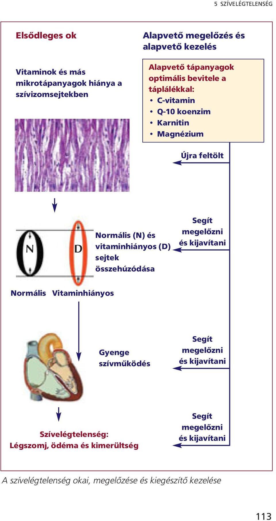 vitaminhiányos (D) sejtek összehúzódása Segít megelőzni és kijavítani Normális Vitaminhiányos Gyenge szívműködés Segít megelőzni és