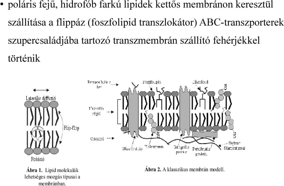(foszfolipid transzlokátor) ABC-transzporterek