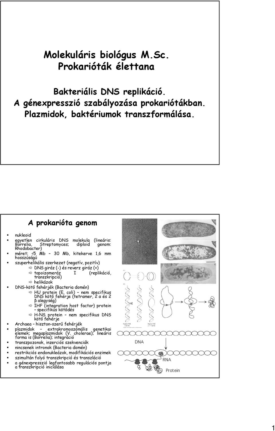 (negatív, pozitív) DNS giráz (-) és reverz giráz (+) topoizomeráz I (replikáció, transzkripció) helikázok DNS-kötő fehérjék (Bacteria domén) HU protein (E.