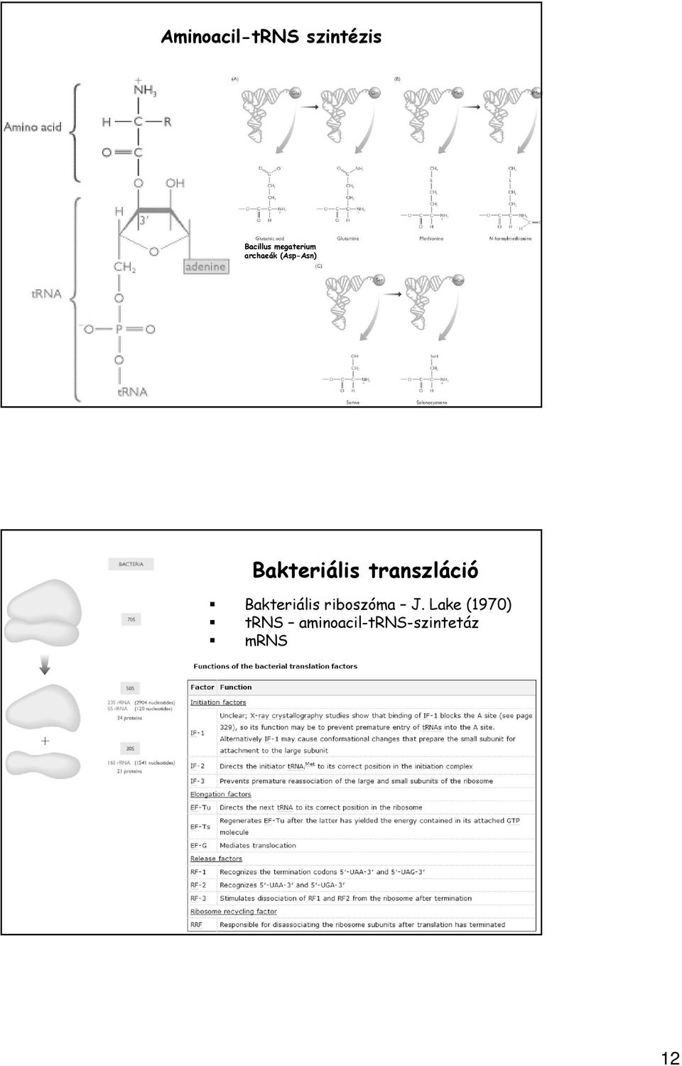 Bakteriális transzláció Bakteriális