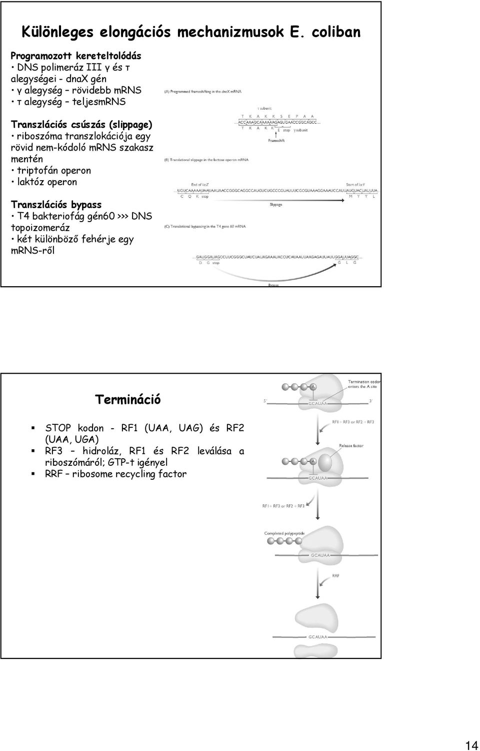 Transzlációs csúszás (slippage) riboszóma transzlokációja egy rövid nem-kódoló mrns szakasz mentén triptofán operon laktóz operon