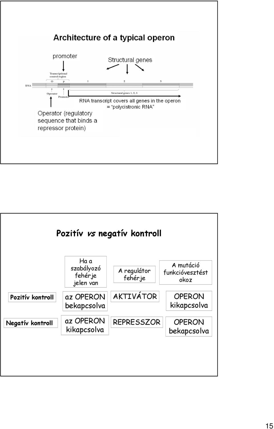 kontroll az OPERON bekapcsolva AKTIVÁTOR OPERON kikapcsolva