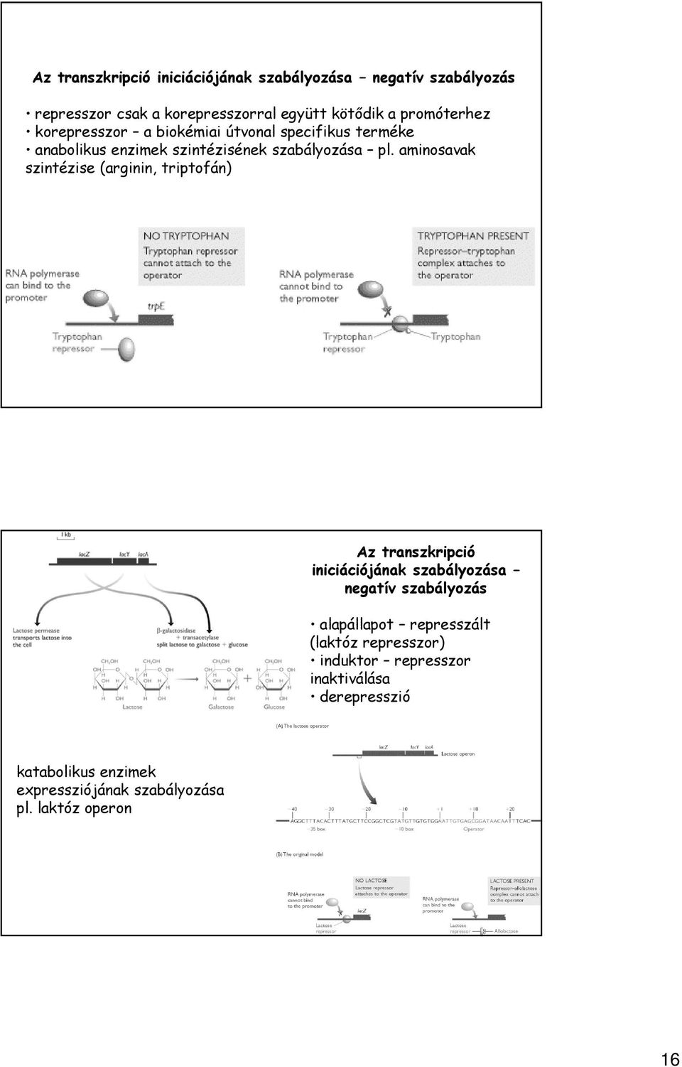 aminosavak szintézise (arginin, triptofán) Az transzkripció iniciációjának szabályozása negatív szabályozás alapállapot