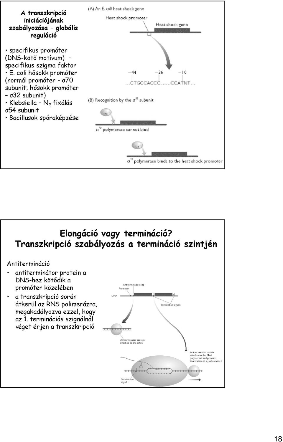 spóraképzése Elongáció vagy termináció?