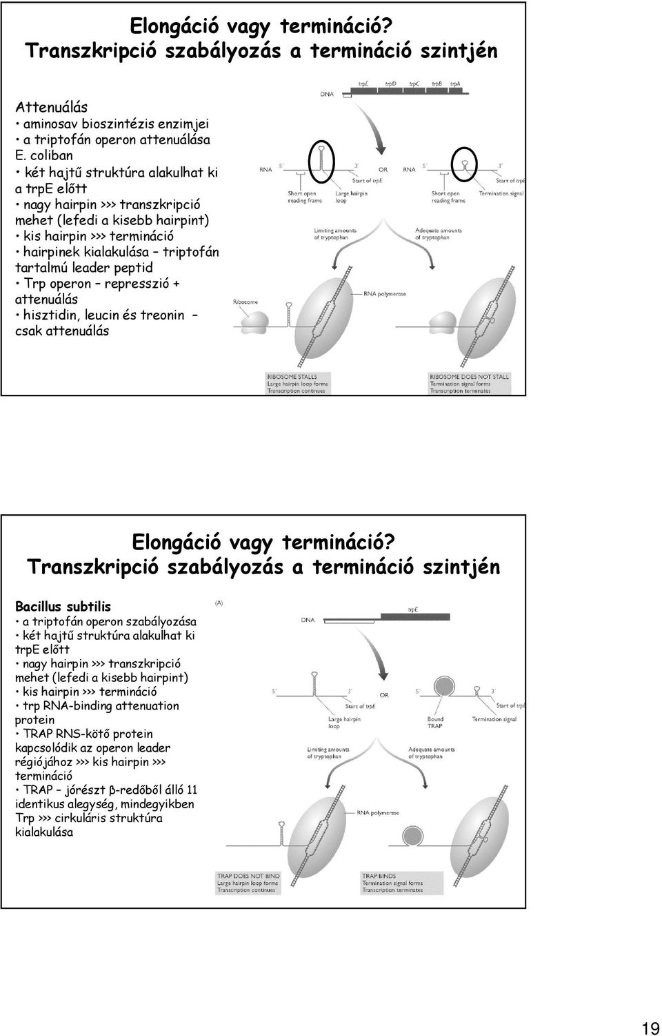 Trp operon represszió + attenuálás hisztidin, leucin és treonin csak attenuálás Elongáció vagy termináció?