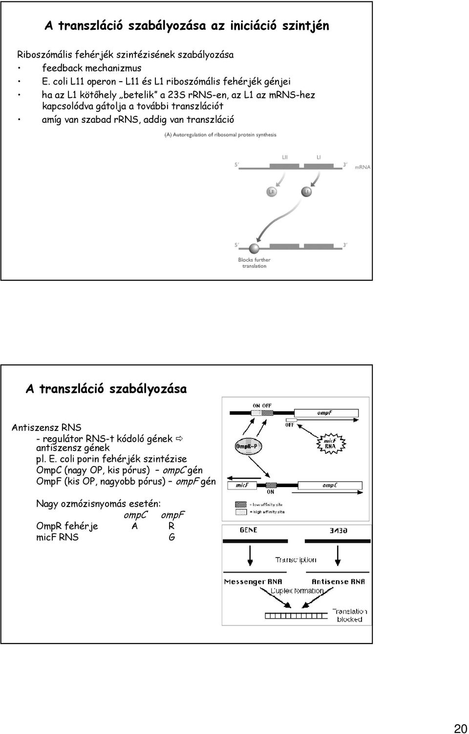 transzlációt amíg van szabad rrns, addig van transzláció A transzláció szabályozása Antiszensz RNS - regulátor RNS-t kódoló gének antiszensz gének