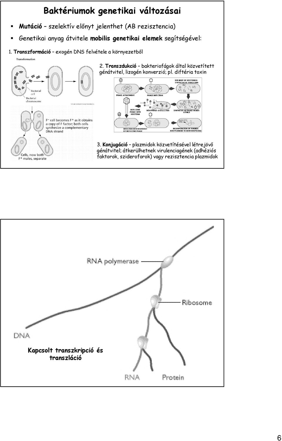 Transzdukció bakteriofágok által közvetített génátvitel, lizogén konverzió; pl. diftéria toxin 3.
