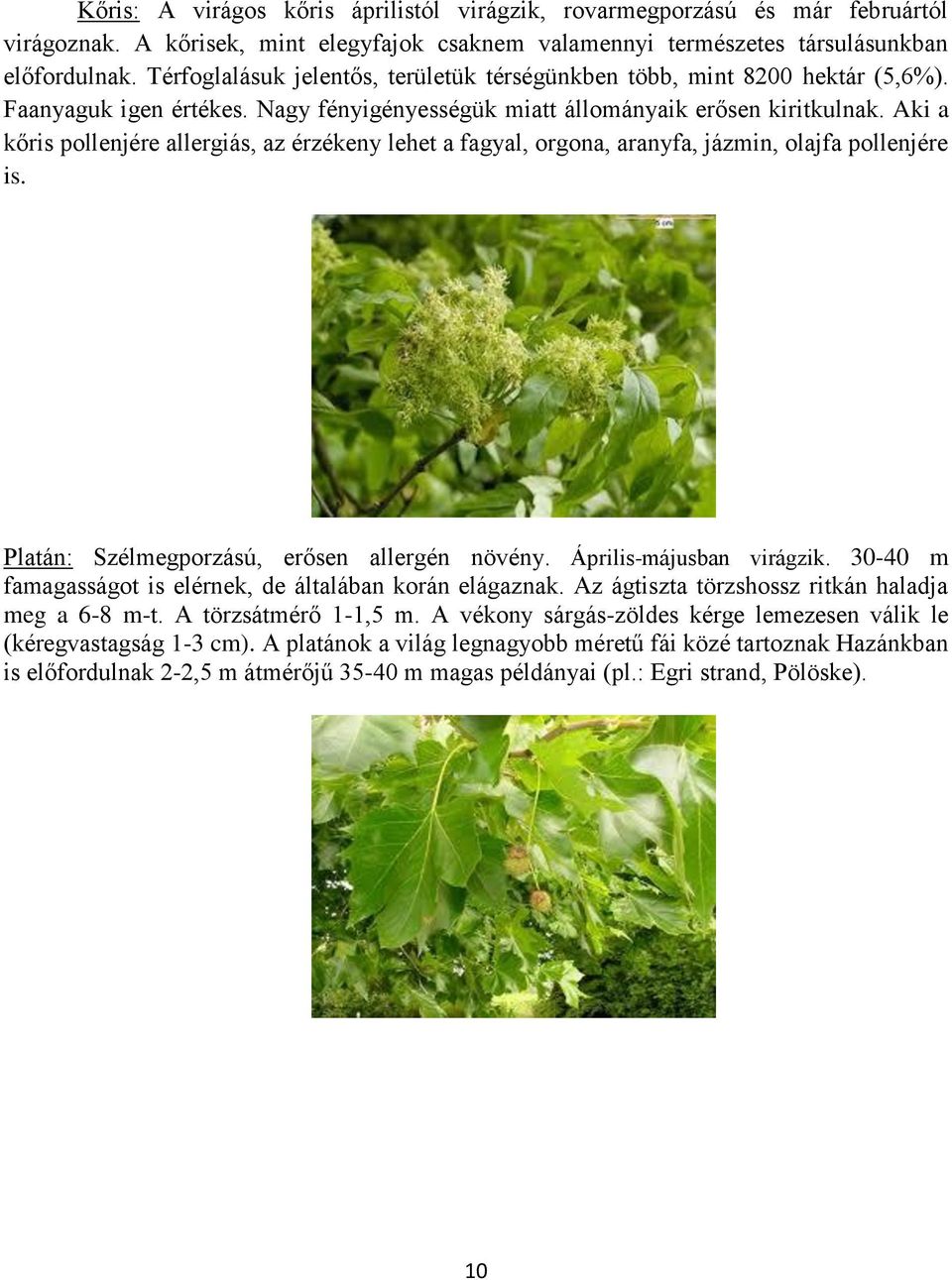 Aki a kőris pollenjére allergiás, az érzékeny lehet a fagyal, orgona, aranyfa, jázmin, olajfa pollenjére is. Platán: Szélmegporzású, erősen allergén növény. Április-májusban virágzik.