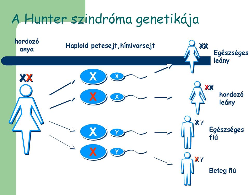 X X XX XX Egészséges leány hordozó leány